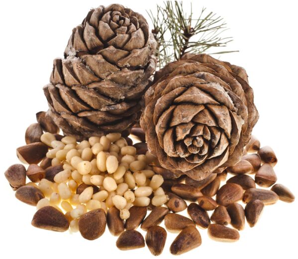 Cedar nuts, the use of which helps to solve problems with potency