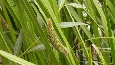 Air swamp to increase potency